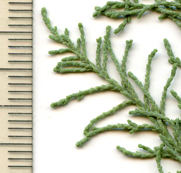 Tamarix chinensis